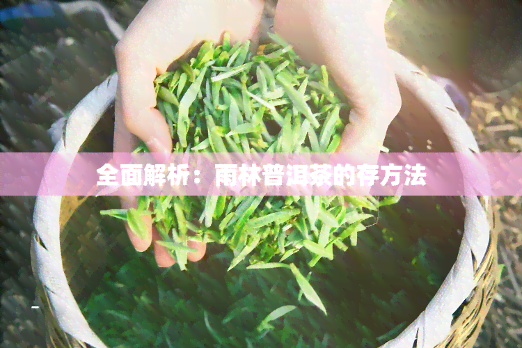 全面解析：雨林普洱茶的存方法