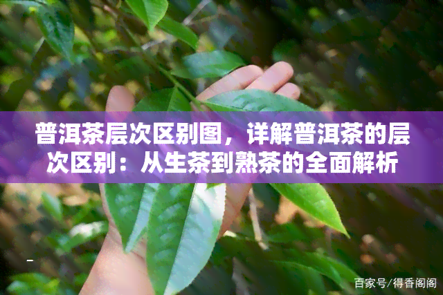 普洱茶层次区别图，详解普洱茶的层次区别：从生茶到熟茶的全面解析