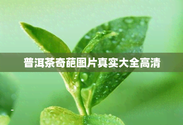 普洱茶奇葩图片真实大全高清