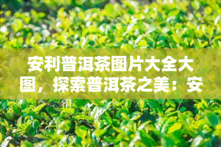 安利普洱茶图片大全大图，探索普洱茶之美：安利普洱茶高清大图大全