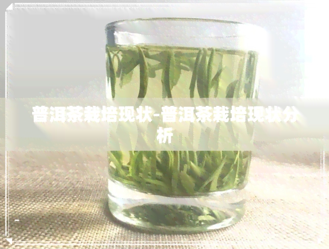 普洱茶栽培现状-普洱茶栽培现状分析