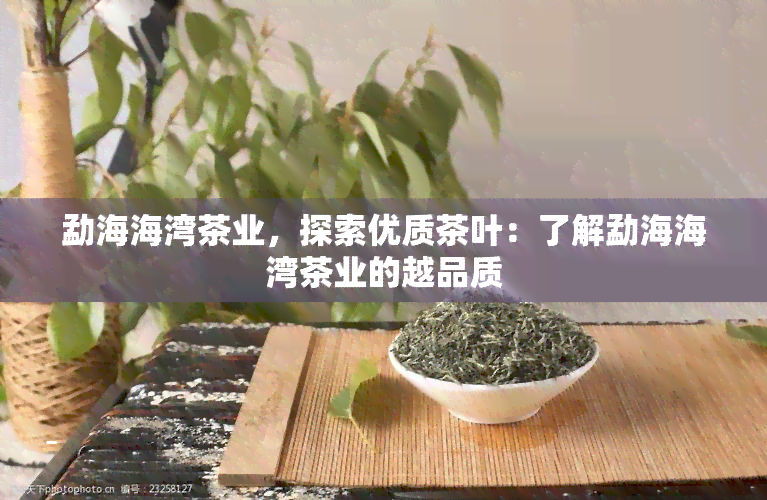 勐海海湾茶业，探索优质茶叶：了解勐海海湾茶业的越品质