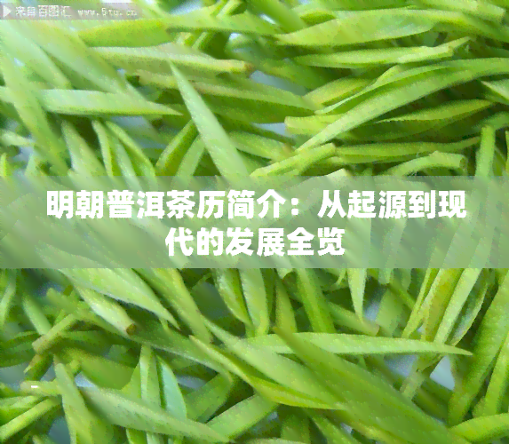 明朝普洱茶历简介：从起源到现代的发展全览