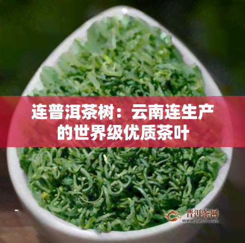 连普洱茶树：云南连生产的世界级优质茶叶