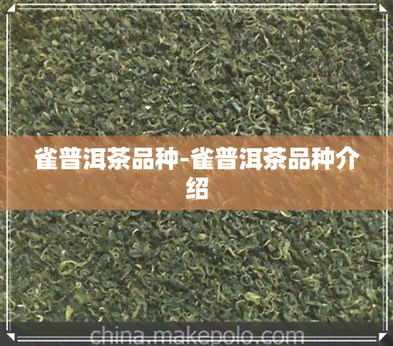 雀普洱茶品种-雀普洱茶品种介绍