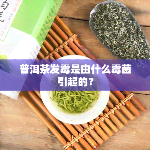 普洱茶发霉是由什么霉菌引起的？