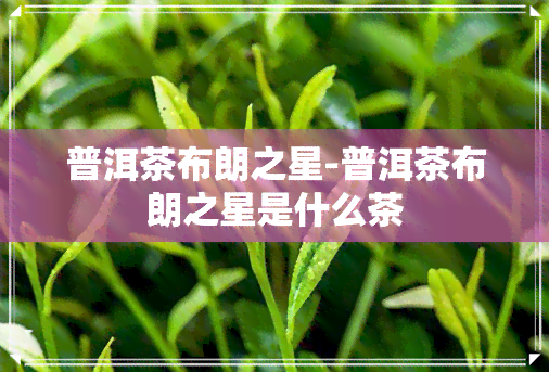 普洱茶布朗之星-普洱茶布朗之星是什么茶