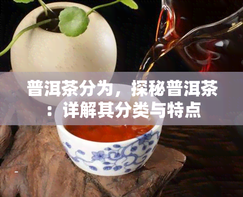 普洱茶分为，探秘普洱茶：详解其分类与特点