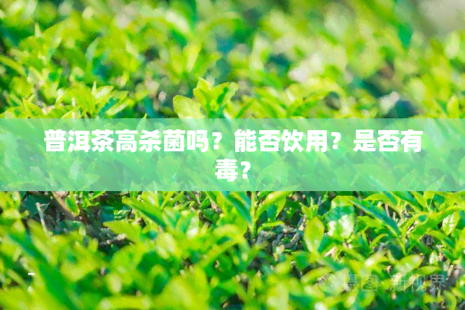 普洱茶高杀菌吗？能否饮用？是否有？