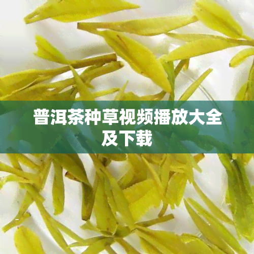 普洱茶种草视频播放大全及下载