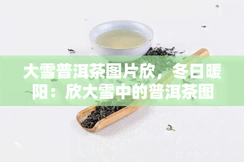 大雪普洱茶图片欣，冬日暖阳：欣大雪中的普洱茶图片