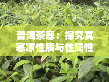 普洱茶寒：探究其寒凉性质与性属性