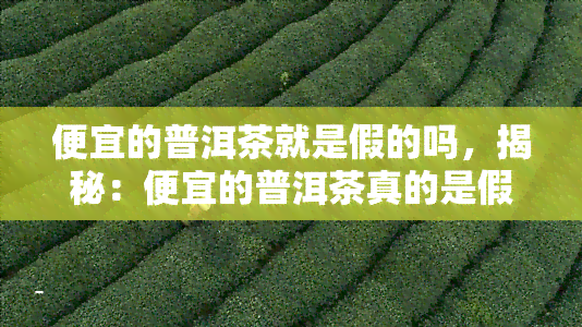 便宜的普洱茶就是假的吗，揭秘：便宜的普洱茶真的是假货吗？