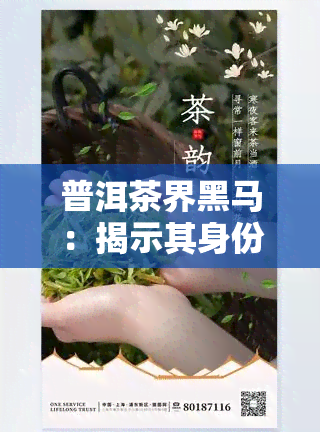 普洱茶界黑马：揭示其身份与备受瞩目之原因