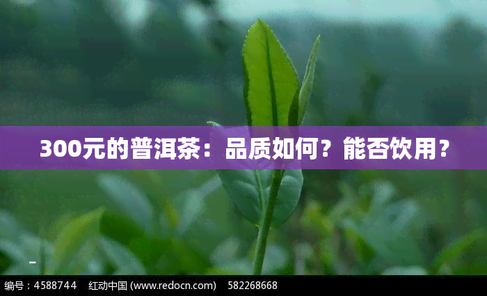 300元的普洱茶：品质如何？能否饮用？