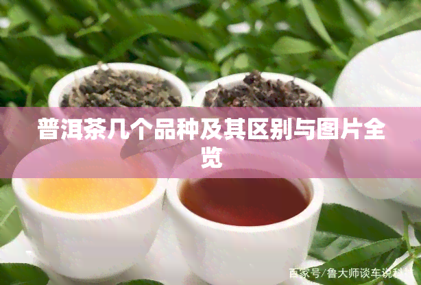 普洱茶几个品种及其区别与图片全览