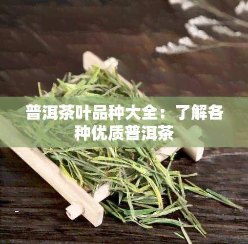 普洱茶叶品种大全：了解各种优质普洱茶