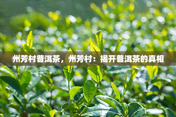 州芳村普洱茶，州芳村：揭开普洱茶的真相