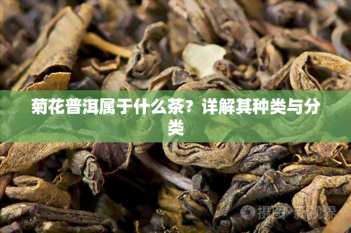 菊花普洱属于什么茶？详解其种类与分类