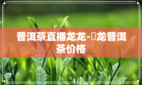 普洱茶直播龙龙-犇龙普洱茶价格