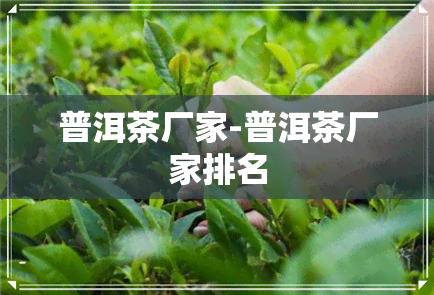 普洱茶厂家-普洱茶厂家排名