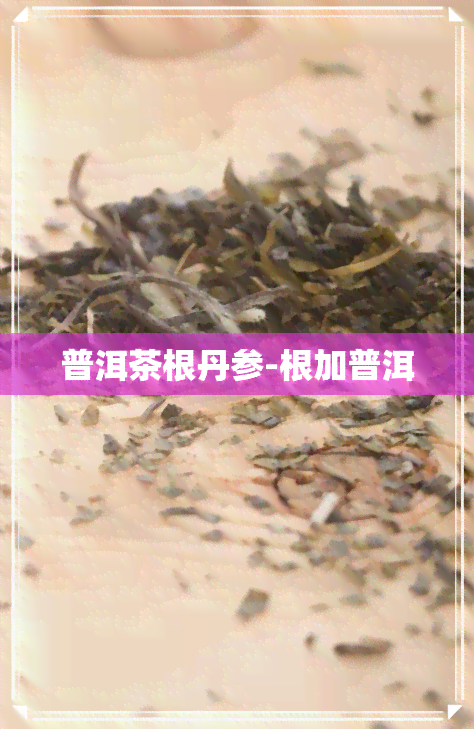 普洱茶根丹参-根加普洱