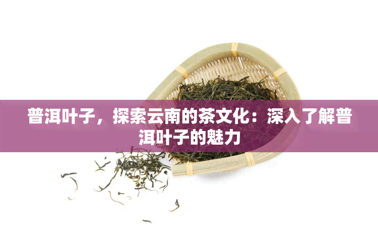 普洱叶子，探索云南的茶文化：深入了解普洱叶子的魅力