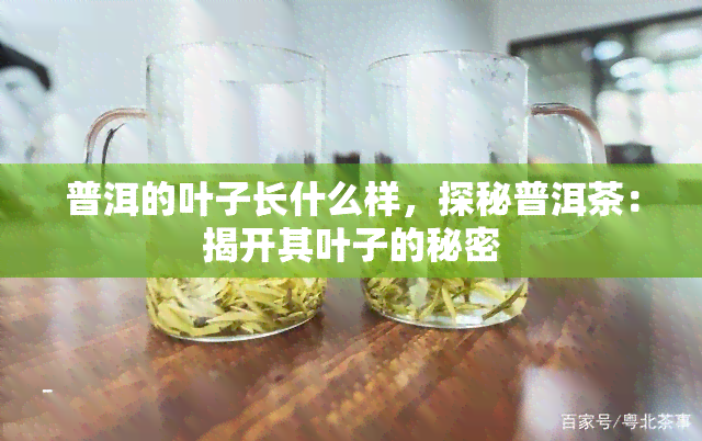 普洱的叶子长什么样，探秘普洱茶：揭开其叶子的秘密