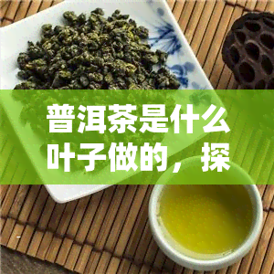 普洱茶是什么叶子做的，探究普洱茶的原料：它是用什么叶子制作的？