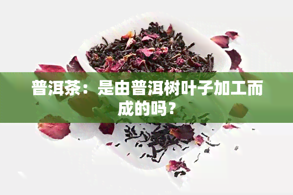 普洱茶：是由普洱树叶子加工而成的吗？