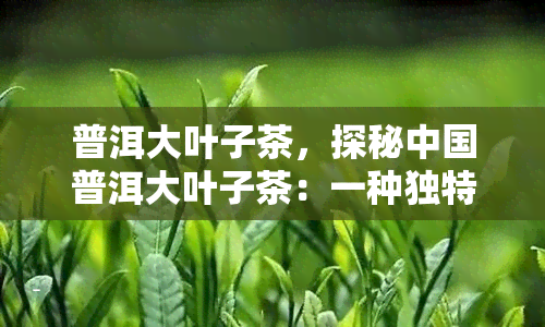 普洱大叶子茶，探秘中国普洱大叶子茶：一种独特的茶叶品种与文化