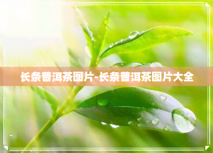 长条普洱茶图片-长条普洱茶图片大全