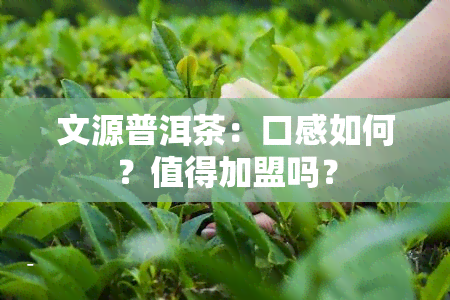 文源普洱茶：口感如何？值得加盟吗？