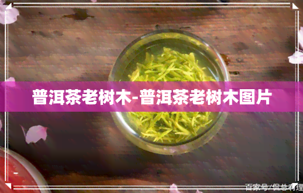 普洱茶老树木-普洱茶老树木图片