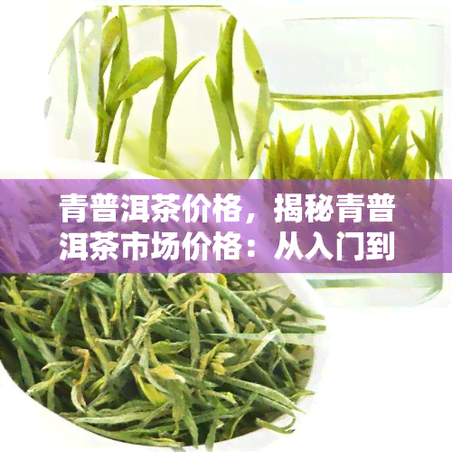 青普洱茶价格，揭秘青普洱茶市场价格：从入门到进阶，你需要知道的一切