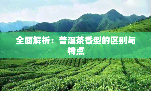 全面解析：普洱茶香型的区别与特点