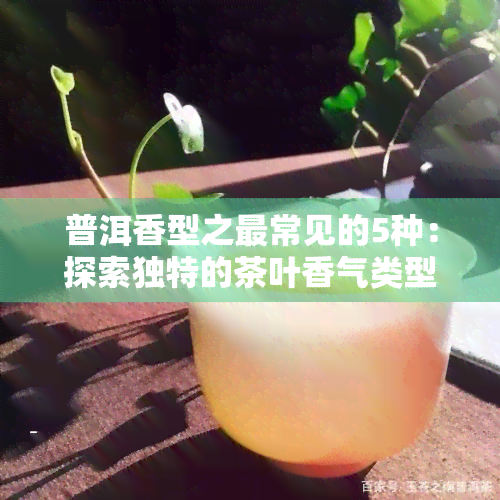 普洱香型之最常见的5种：探索独特的茶叶香气类型