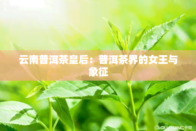 云南普洱茶皇后：普洱茶界的女王与象征