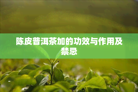 陈皮普洱茶加的功效与作用及禁忌