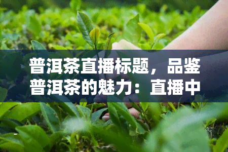 普洱茶直播标题，品鉴普洱茶的魅力：直播中的一场茶文化宴