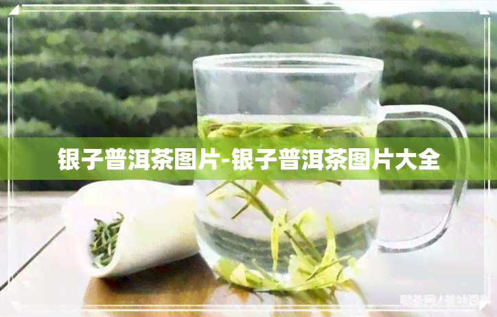 银子普洱茶图片-银子普洱茶图片大全