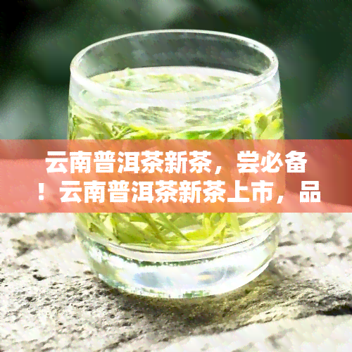 云南普洱茶新茶，尝必备！云南普洱茶新茶上市，品味纯正的茶香与口感