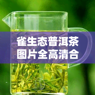 雀生态普洱茶图片全高清合集