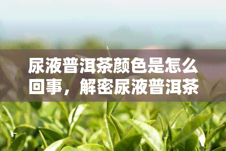 尿液普洱茶颜色是怎么回事，解密尿液普洱茶色：原因解析与应对方法