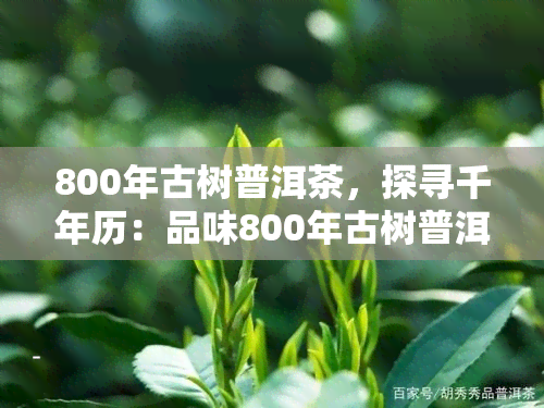 800年古树普洱茶，探寻千年历：品味800年古树普洱茶的独特韵味