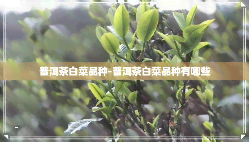 普洱茶白菜品种-普洱茶白菜品种有哪些