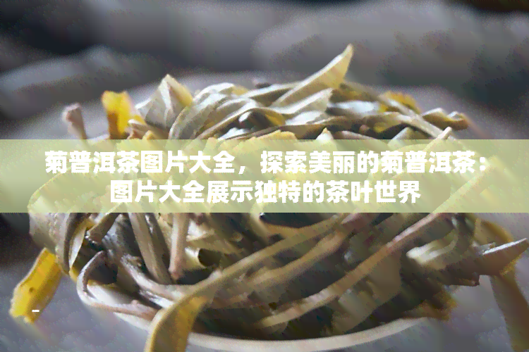 菊普洱茶图片大全，探索美丽的菊普洱茶：图片大全展示独特的茶叶世界