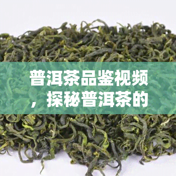 普洱茶品鉴视频，探秘普洱茶的世界：品鉴视频带你领略独特的茶香和口感