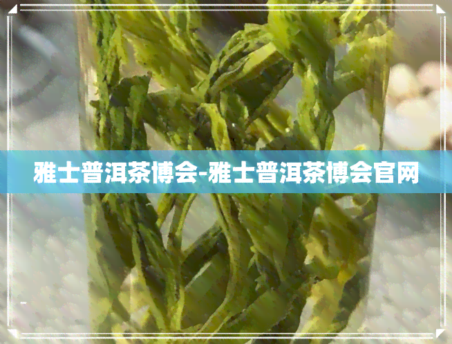 雅士普洱茶博会-雅士普洱茶博会官网