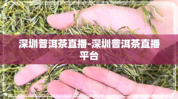 深圳普洱茶直播-深圳普洱茶直播平台